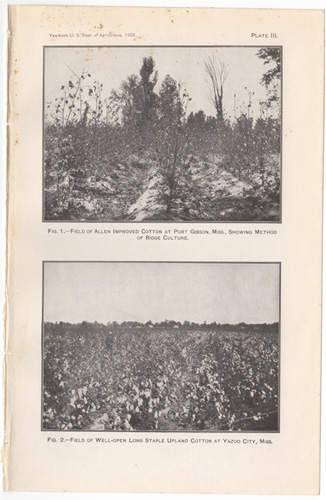 Field of Allen improved cotton at Port Gibson, Miss., showing method of Ridge Culture, etc.